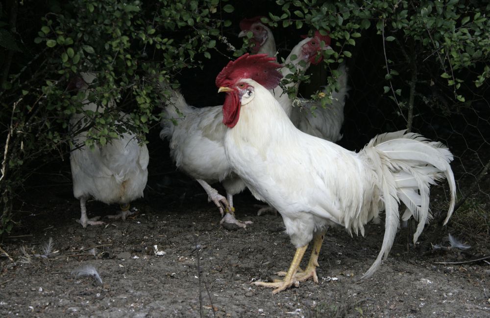 Top Foghorn Leghorn Quotes