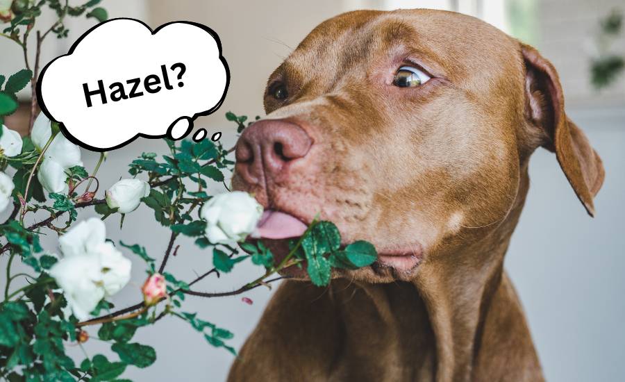 female brown dog names