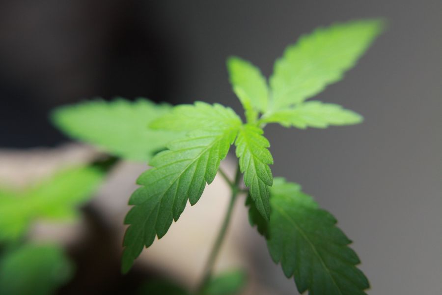 Basic Requirements of Growing Marijuana Before Getting Started