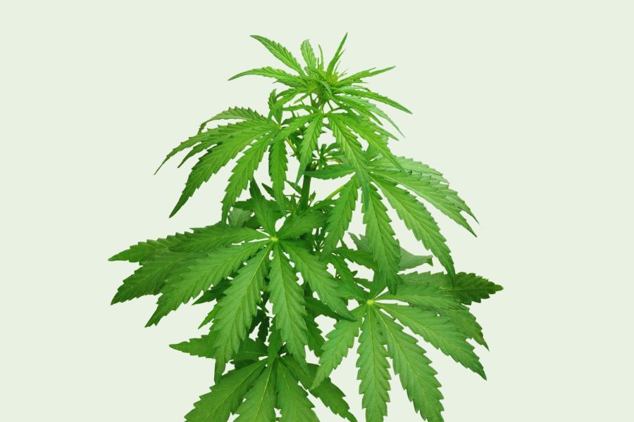 New Cannabis Farmer: How to Overcome Common Challenges