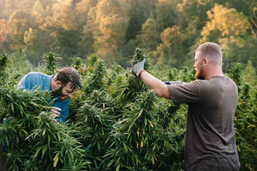 New Cannabis Farmer: How to Overcome Common Challenges